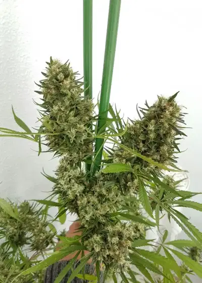 Strawberry Diesel by Holy Smoke Seeds, Photoperiod cannabis strain