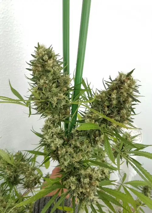 Strawberry Diesel by Holy Smoke Seeds, Photoperiod cannabis strain