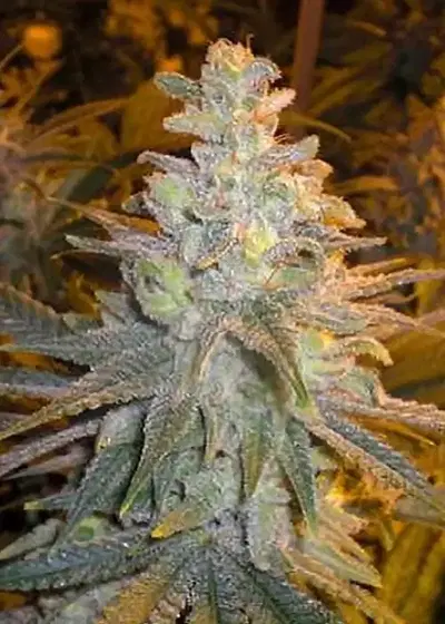 Strawberry Dog Shit by Connoisseur Genetics, Photoperiod cannabis strain