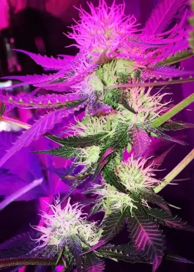 Strawberry Eclair by G13 Labs, Photoperiod cannabis strain