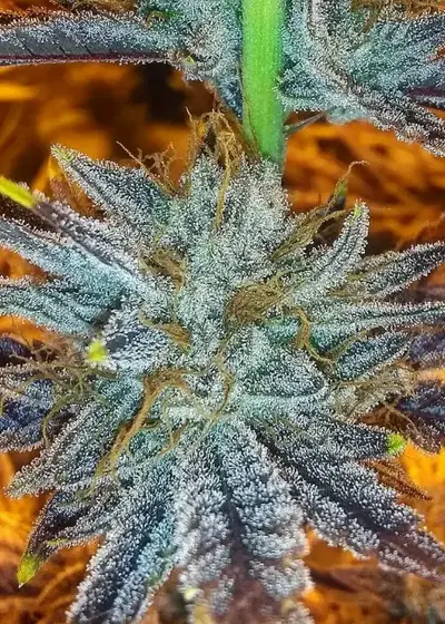 Strawberry Glue by Amsterdam Genetics, Photoperiod cannabis strain