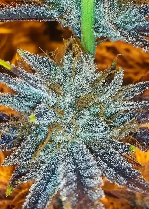 Strawberry Glue by Amsterdam Genetics, Photoperiod cannabis strain