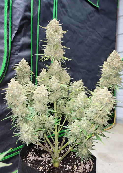 Strawberry Gorilla Auto by Tanie Sianie cannabis strain