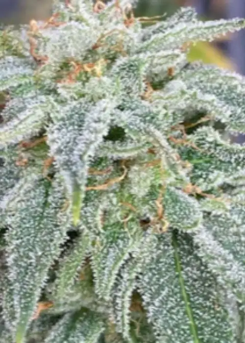Strawberry Guava Auto by Mosca Seeds, Autoflower cannabis strain
