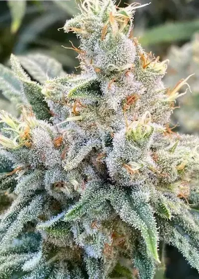 Strawberry Guava by Bloom Seed Co, Photoperiod cannabis strain
