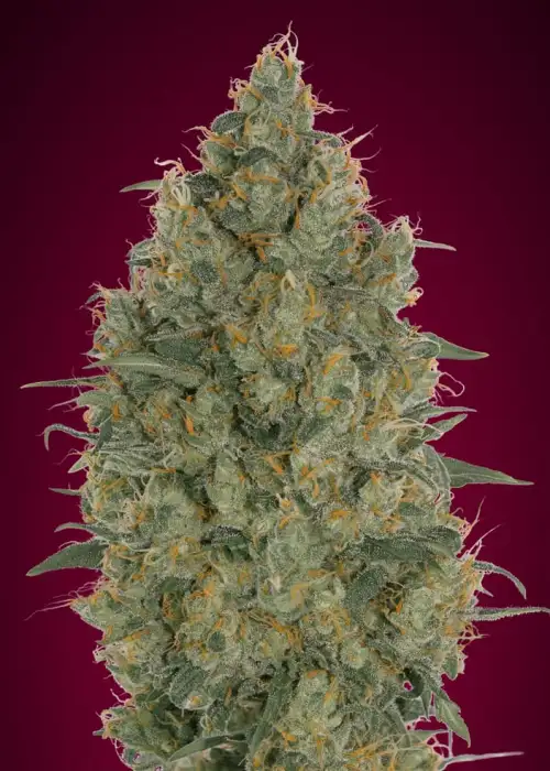Strawberry Gum by Advanced Seeds, Photoperiod cannabis strain