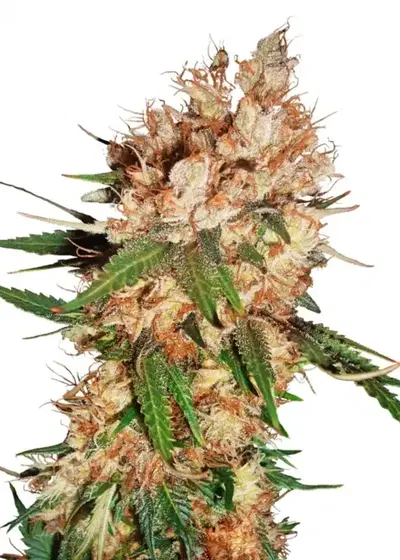 Strawberry Ice by The Bulldog Seeds, Photoperiod cannabis strain
