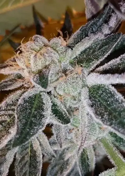 Strawberry Jones Cookies by Connoisseur Genetics, Photoperiod cannabis strain