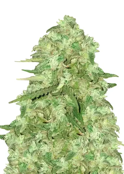 Strawberry Kush Auto by Dutch Genetics, Autoflower cannabis strain