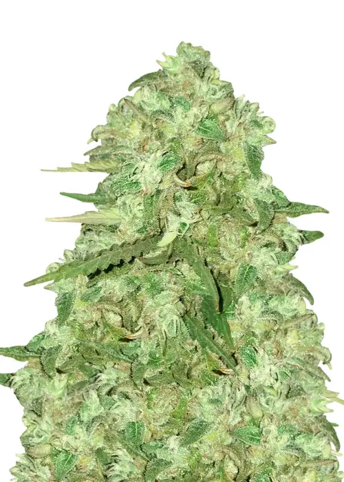 Strawberry Kush Auto by Dutch Genetics, Autoflower cannabis strain