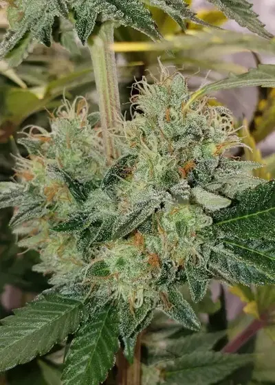Strawberry Kush CBD by ILGM, Photoperiod cannabis strain
