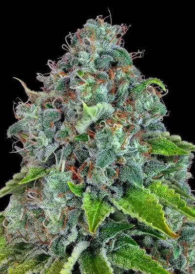 Strawberry Lemonade by Barney's Farm, Photoperiod cannabis strain