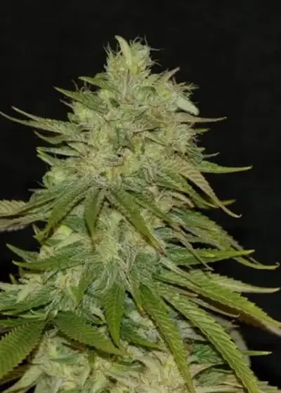 Strawberry Mango Haze by Flash Seeds, Autoflower cannabis strain