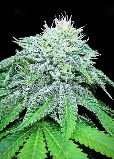 Strawberry Mangonana by The Kush Brothers, Photoperiod cannabis strain