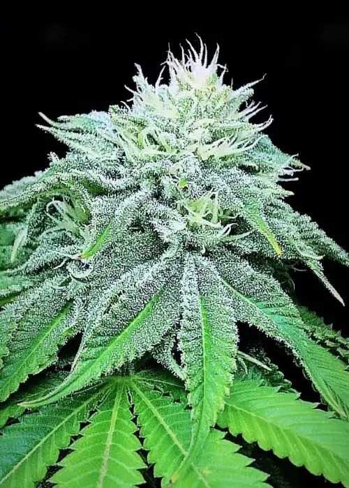 Strawberry Mangonana by The Kush Brothers, Photoperiod cannabis strain