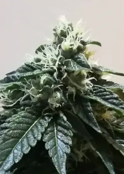 Strawberry Mint by Gecko Seeds, Photoperiod cannabis strain