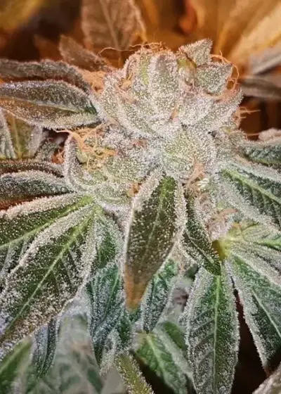 Strawberry N Mango Jones by Connoisseur Genetics, Photoperiod cannabis strain