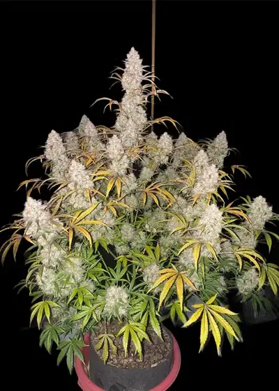 Strawberry Pie Auto cannabis strain