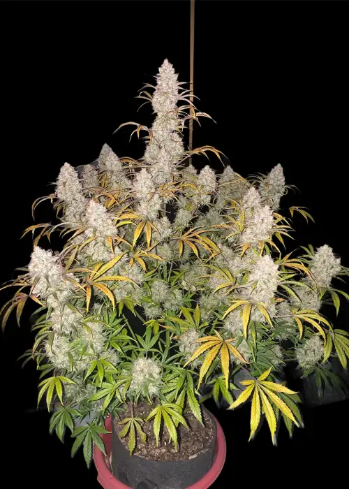 Strawberry Pie Auto by Original Sensible Seeds, Autoflower cannabis strain