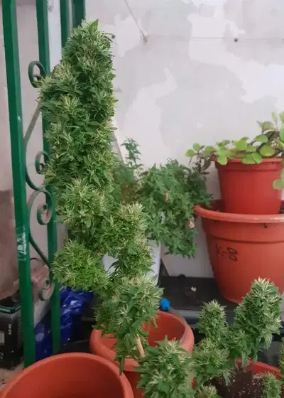 Strawberry Pie by Eureka Seed Org, Photoperiod cannabis strain
