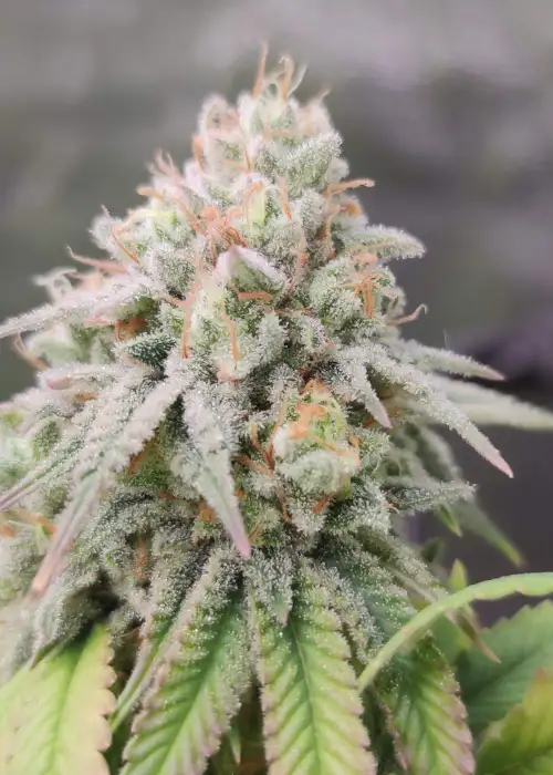 Strawberry Runtz by Purple City Genetics, Photoperiod cannabis strain