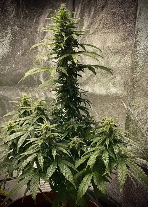 Strawberry Shortcake autoflower by Pure Instinto, Autoflower cannabis strain