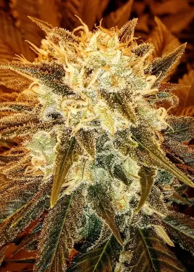 Strawberry Shortcake by Dark Horse Genetics, Photoperiod cannabis strain