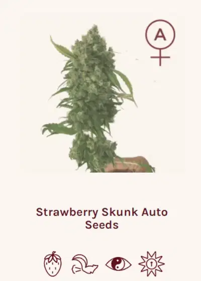 Strawberry Skunk Auto by Super Siberia, Autoflower cannabis strain