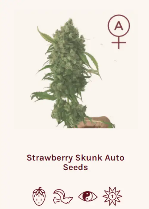 Strawberry Skunk Auto by Super Siberia, Autoflower cannabis strain