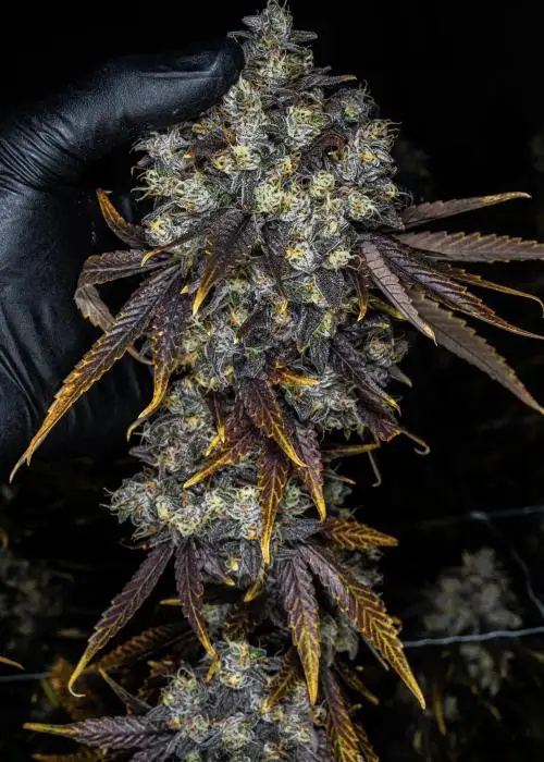 Strawberry Snacks by Umami Seed Co, Photoperiod cannabis strain