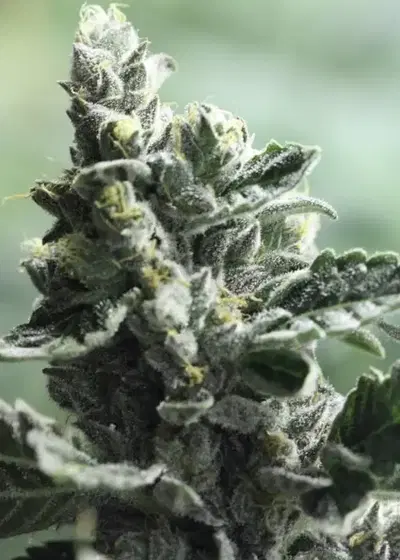 Strawberry Sour Diesel by The Devils Harvest Seeds, Photoperiod cannabis strain