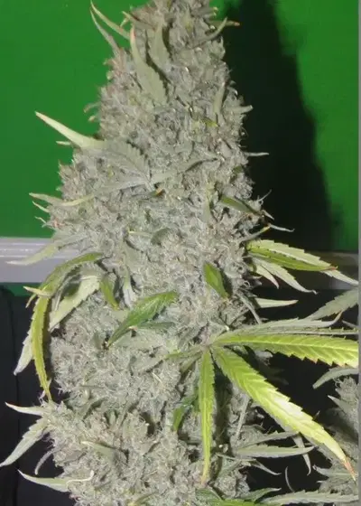 Strawberry Sour Haze by Connoisseur Genetics, Photoperiod cannabis strain