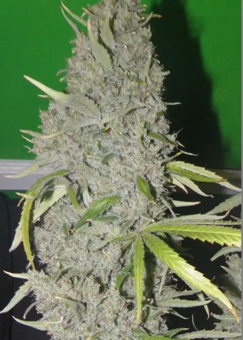 Strawberry Sour Haze by Connoisseur Genetics, Photoperiod cannabis strain