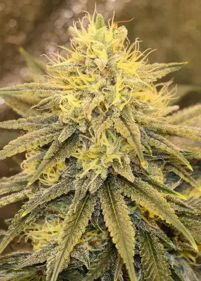 Strawberry Starburst by Irie Genetics, Photoperiod cannabis strain
