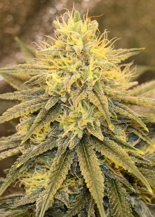 Strawberry Starburst by Irie Genetics, Photoperiod cannabis strain
