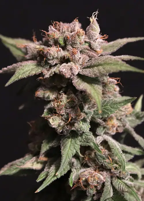 Strawberry Sugar by Elev8 Seeds, Photoperiod cannabis strain