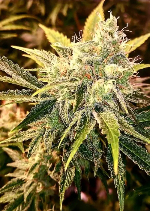 Strawberry Wedding Cake by Holy Smoke Seeds, Photoperiod cannabis strain