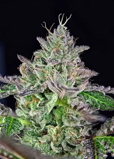 Strawmelon by The Grateful Seeds, Photoperiod cannabis strain