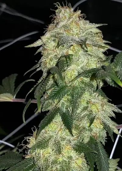 Strawnana Glue by Inseedious Seeds, Photoperiod cannabis strain