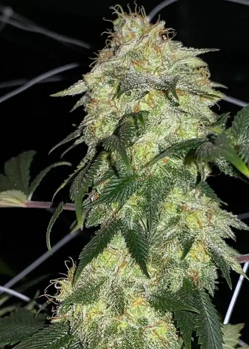 Strawnana Glue by Inseedious Seeds, Photoperiod cannabis strain