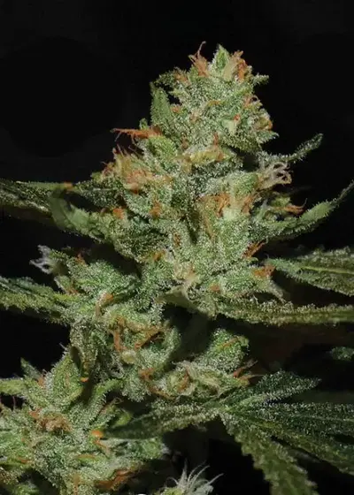 Strawnana Sundae by Big Buddha Seeds, Photoperiod cannabis strain