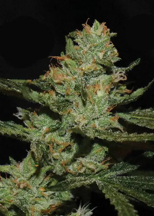 Strawnana Sundae by Big Buddha Seeds, Photoperiod cannabis strain