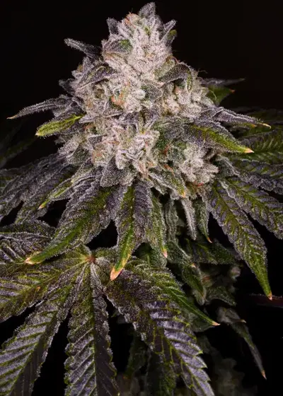Strawnana by Jungle Boys, Photoperiod cannabis strain