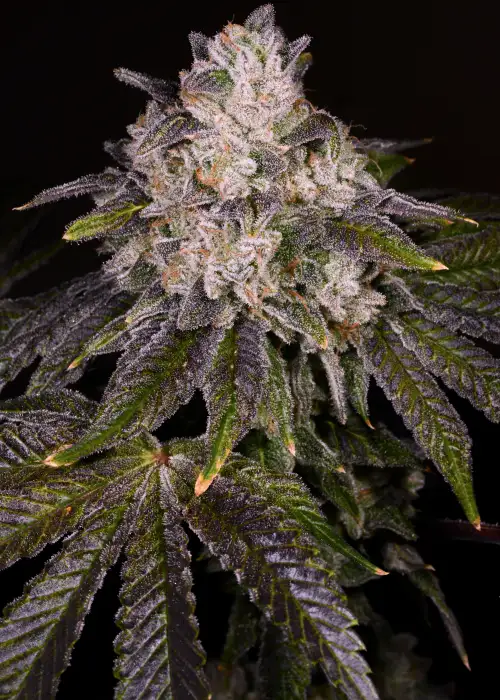 Strawnana by Jungle Boys, Photoperiod cannabis strain