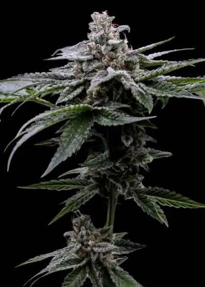 Street T by The High Chameleon, Photoperiod cannabis strain