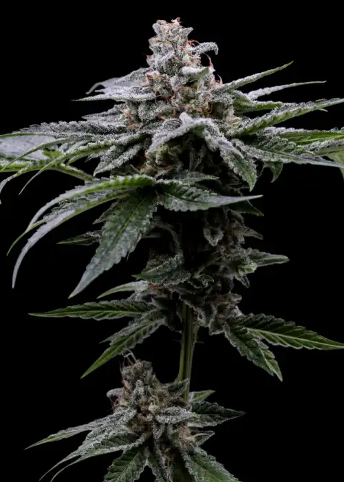 Street T by The High Chameleon, Photoperiod cannabis strain