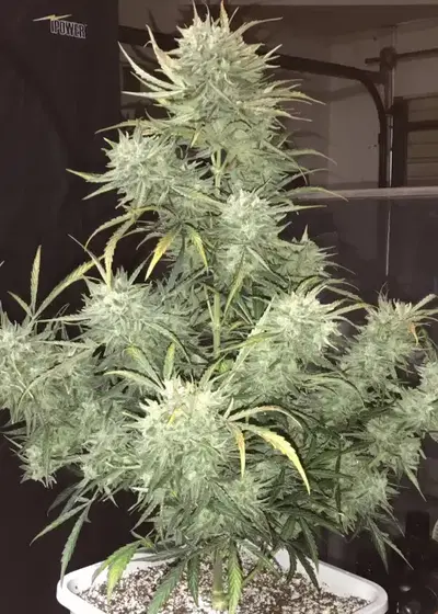 Strong Stuff Autoflowering by Phoenix Seeds, Autoflower cannabis strain
