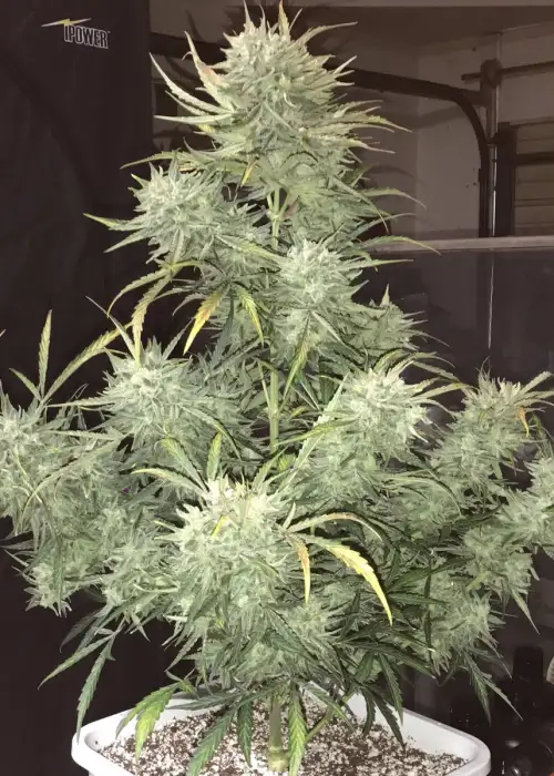 Strong Stuff Autoflowering by Phoenix Seeds, Autoflower cannabis strain