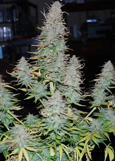 Strong Stuff by Phoenix Seeds, Photoperiod cannabis strain