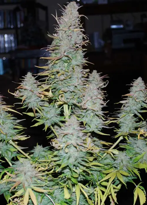 Strong Stuff by Phoenix Seeds, Photoperiod cannabis strain